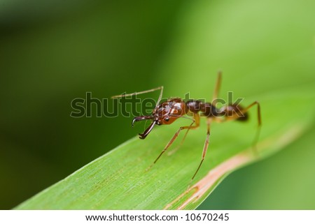 Macro/close-up shot of a red ant on a blade of grass