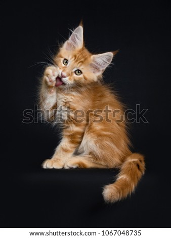 Cute red tabby Maine Coon kitten / cat sitting side ways isolated on black background while licking paw and looking at camera