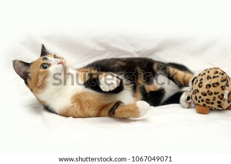 three-colored cat with a toy on a white background