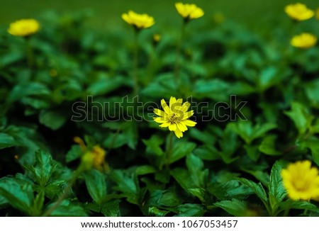 Selective focus at Singapore daisy flowers are blooming. Blur green leaf background. Composing picture with dark tone. Concept of Cheerfulness