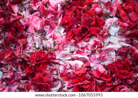 Macro texture of pink and red flower petals
