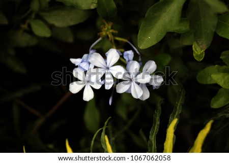 Hibiscus Flower & White Flower Isolated