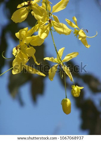 Cassia fistula or Golden Shower Tree. Thailand's national flower and a tree that brought prosperity to the growers.The flowers will bloom in summer. It is a sign of summer.Thailand
