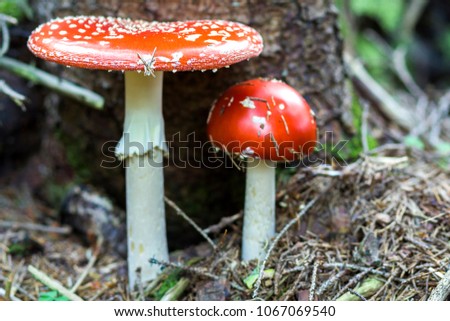Close up picture of two beautiful bright red and white poisonous mushrooms fly agaric growing together in the forest. Beauty and danger, healing and poisoning.