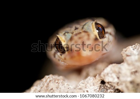 Hemidactylus turcicus (Mediterranean house gecko)