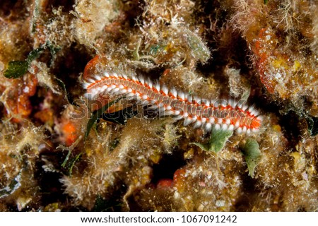 The bearded fireworm (Hermodice carunculata) is a type of marine bristleworm belonging to the Amphinomidae family, native to the tropical Atlantic Ocean and the Mediterranean Sea.