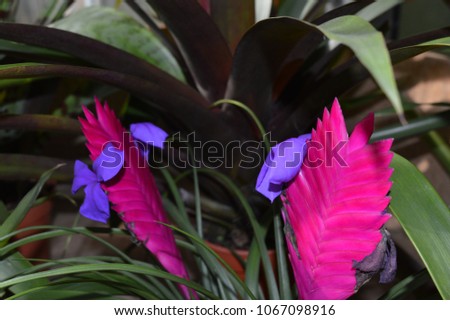 exotic bright pink and purple spikey flowers up close