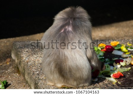 Baboon Monkey Zoo Grey Brown Baby Eating Chilling