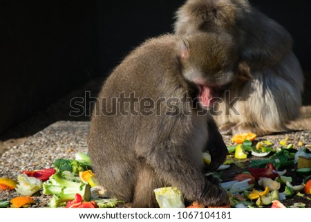 Baboon Monkey Zoo Grey Brown Baby Eating Chilling