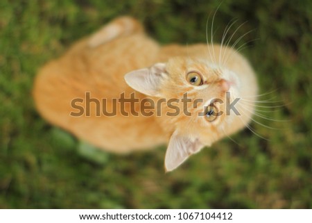 Domestic ginger cat playing otdoors, in a garden
