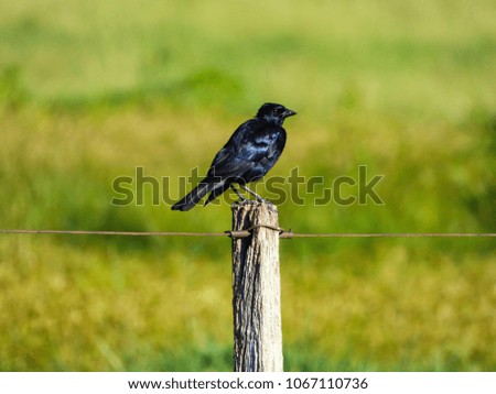 Shiny cowbird on a fence