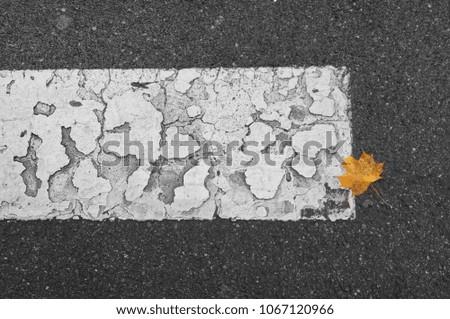 autumn leafs on an old street