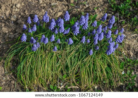 grape hyacinth.Beautiful purple flowers.grape hyacinth flowers as nice spring background.