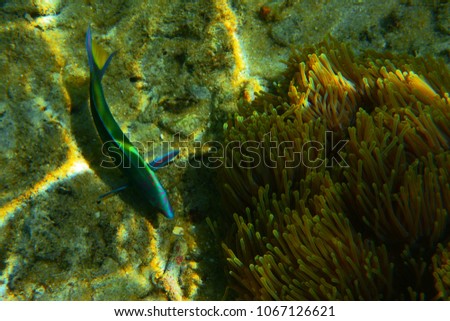 Fish in the aquarium and coral reef.