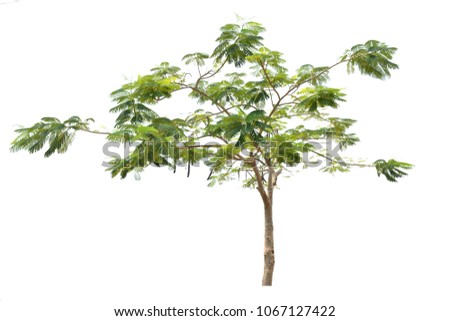 Flam-boyant, The Flame Tree, Royal Poinciana flower on white background