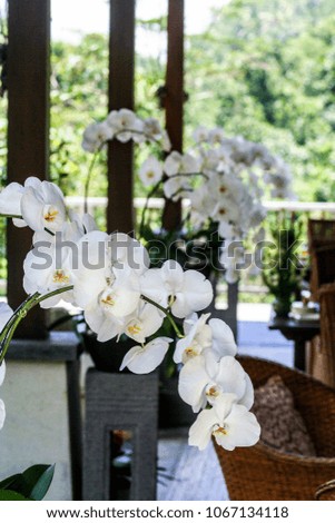 Variety of plant organisms on the island of Bali. Nature of Indonesia. Orchid flowers on the balcony of the house on Bali. Travel around Indonesia.