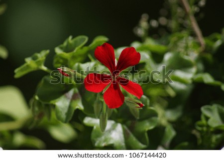 Attractive flower of red color lives enlightened by the sunlight. This lively color represents the summer, the enjoyment, the cheerfulness. Shooting in the day, without character. Front view.