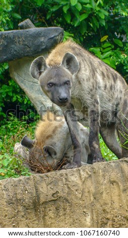 Spotted Hyenas looking for something