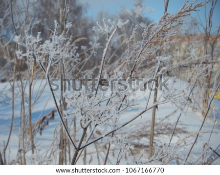 Dry frozen grass on a background of a winter city landscape
