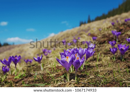 Morning and night in mountains,spring crocuses,sunrises sky clouds,tent,night sky stars,milky way