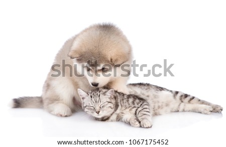 puppy sniffs and licks a happy cat.  isolated on white background