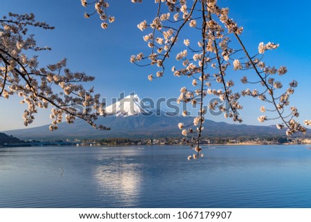 cherry tree and mount fuji in spring time
