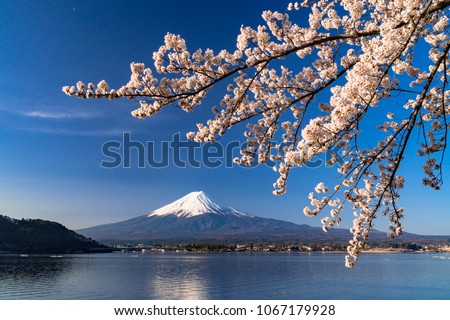 cherry tree and mount fuji in spring time