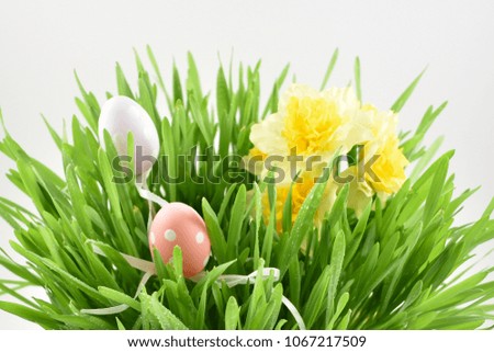 Spring grass stock images. Easter decoration on a white background. Spring decoration images. Spring floral decoration. Spring background concept. Fresh green grass