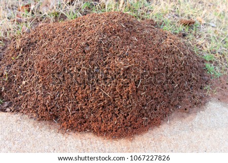 Fire Ant Hill - Photograph of a large fire ant hill along the edge of a sidewalk.  Selective focus on the center of the image. 