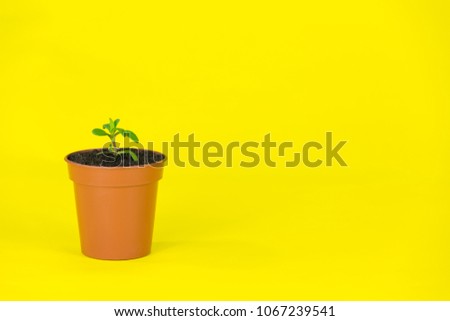 Young Plant Shoot in a Pot Isolated on a Vibrant Yellow Coloured Background Royalty-Free Stock Photo #1067239541