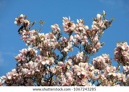 Blooming magnolia tree in April on blue sky background 