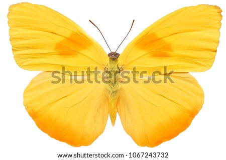 yellow butterfly isolated on white background