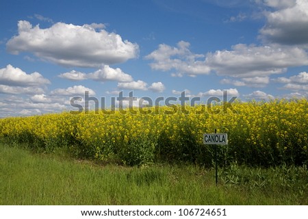 Canola Field, flowering, with sign, under blue skies with bright clouds