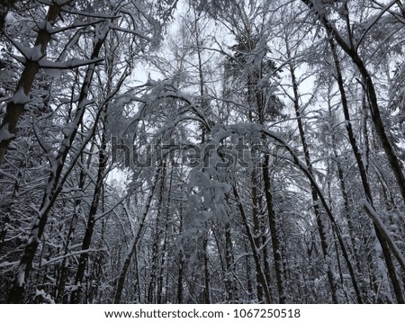 magic winter mood in snowy period. white sparkling Snow covered trees. Winter landscape with white tree. snow tree background. Winter forest nature snowy landscape. Magic winter forest background.