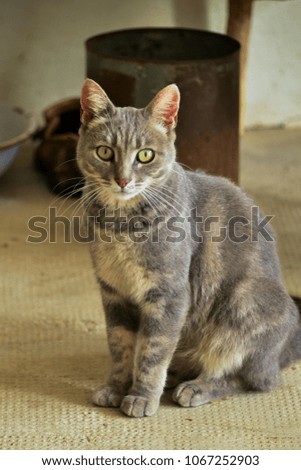  portrait of a cat sitting