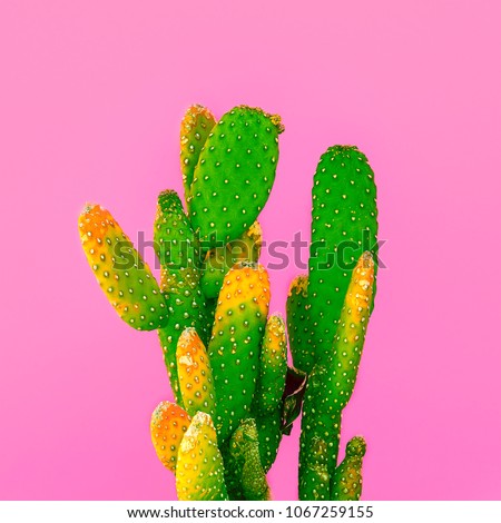 Green Cactus on pink. 