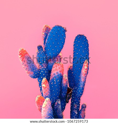 Cactus on pink.  Royalty-Free Stock Photo #1067259173