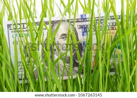 Growing Money. Cash in Grass. One Hundred dollar bills in green grass, financial growth concept.