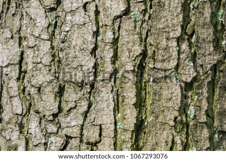 Tree Bark Texture of a Chestnut Tree