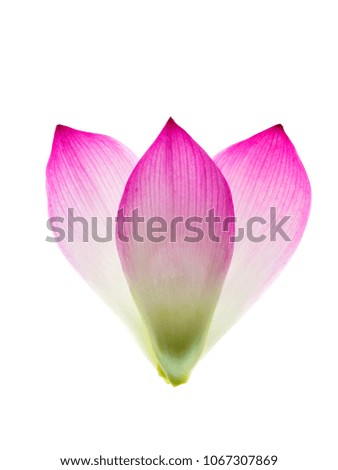 Close up petal of lotus flower (Nelumbo nucifera) on white background.