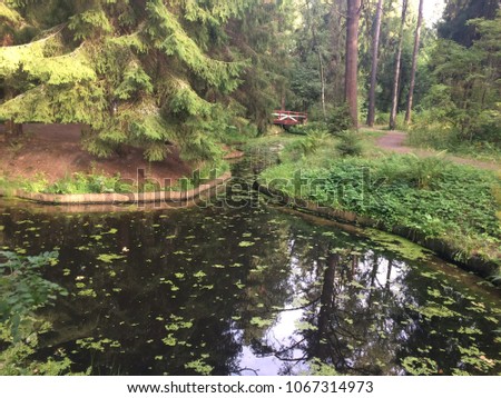 A calm pond in algae in the forest.