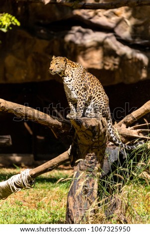 The Panthera paedus or leopard leave as wild as at national zoo..