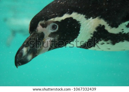 Humboldt Penguin (Spheniscus humboldti) swims underwater stock, photo, photograph, picture, image