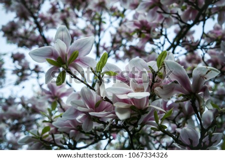 Magnolia blossom. Frog perspective. Color of old pink