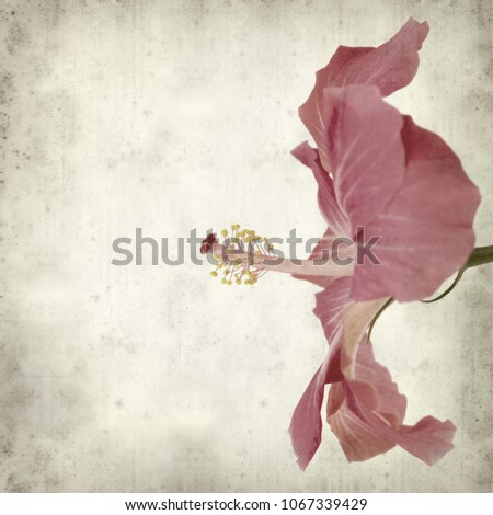 textured old paper background with pink hibiscus flower 