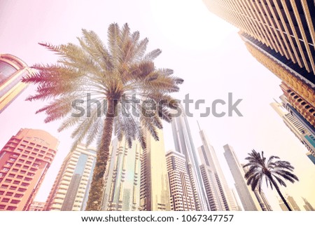 Palm trees in front of modern skyscrapers in Dubai, color toned picture, United Arab Emirates.