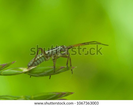 macrophotography of insect