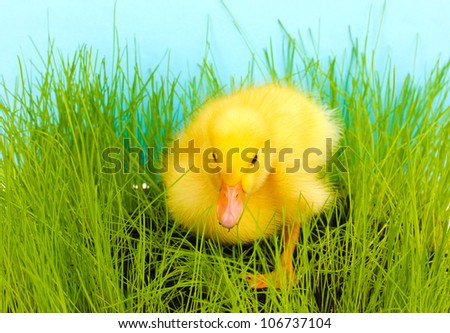 Duckling in green grass on blue background