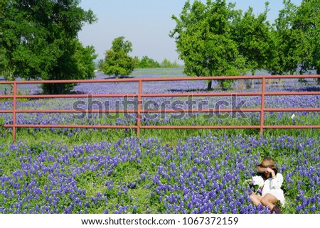 Woman sitting in a field of Blooming Texas Bluebonnet Wildflowers during spring time