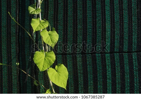 Single string of light green efeu on green black striped fabric of a plantation, Jeju Island, South Korea